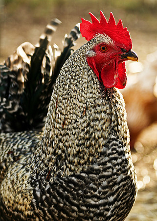Rooster 845