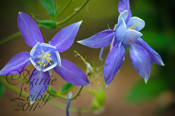 honeysuckle 439D