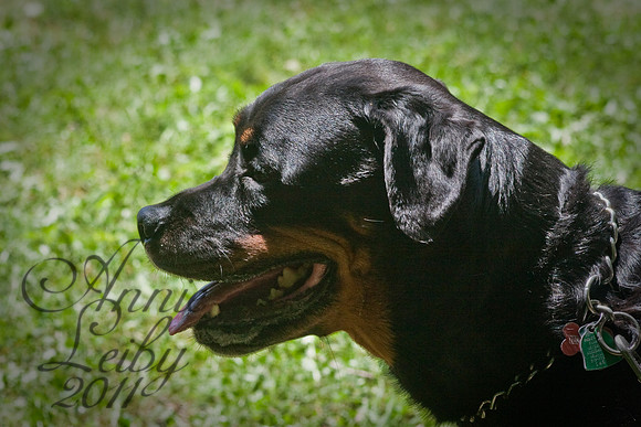 PetParade_IMG_0704D