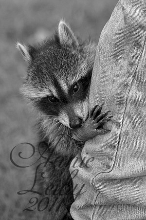RacoonBaby BW 686
