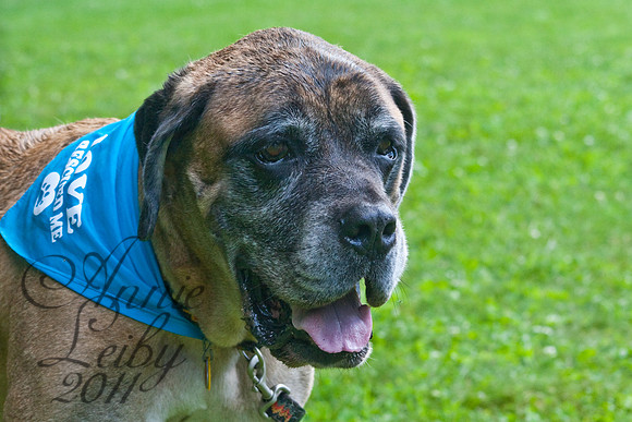 PetParade_IMG_0700D