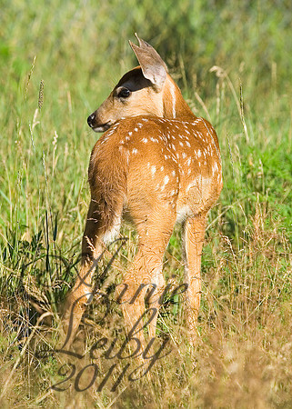 Fawn 1128
