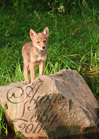Coyote Pup 713