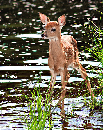 Fawn In Water 1159