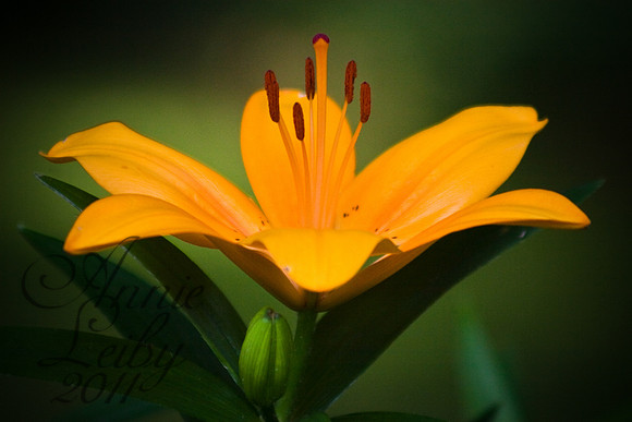 lily Orange 451D