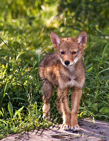 coyote Pup 887