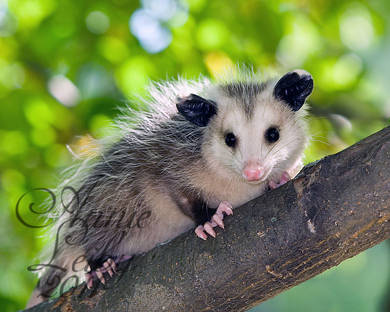 Possum Baby 152