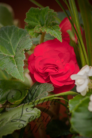 begonia_Vert 455D